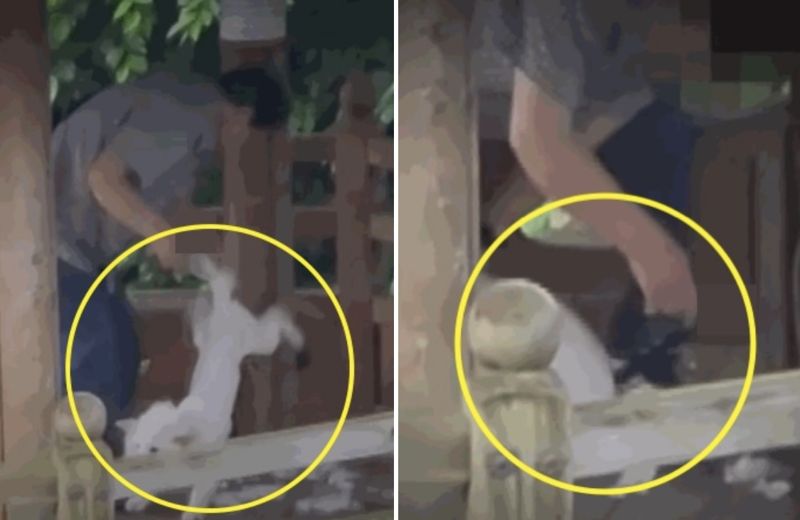강아지 낑낑대도 견주 가위질은 계속됐다..아파트 단지 내 정자서 대체 무슨 일이?