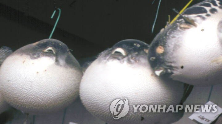 복어 직접 요리해 먹다 그만…4명 병원 이송