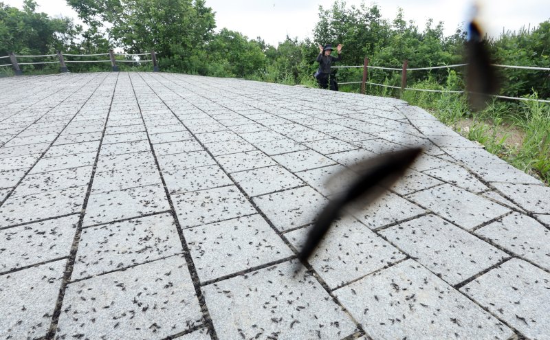 [인천=뉴시스] 전진환 기자 = 30일 오전 인천 계양구 계양산 정상에서 러브버그(붉은등우단털파리) 무리가 등산로와 등산객들에게 들러붙으며 불쾌감을 주고있다. 2025.06.30. amin2@newsis.com