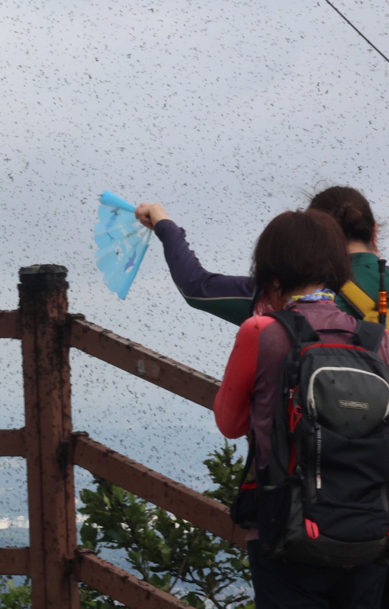 [인천=뉴시스] 전진환 기자 = 30일 오전 인천 계양구 계양산 정상에서 러브버그(붉은등우단털파리) 무리가 등산로와 등산객들에게 들러붙으며 불쾌감을 주고있다. 2025.06.30. amin2@newsis.com