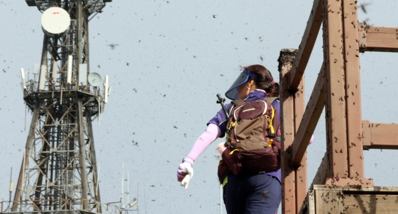 [인천=뉴시스] 전진환 기자 = 30일 오전 인천 계양구 계양산 정상에서 러브버그(붉은등우단털파리) 무리가 등산로와 등산객들에게 들러붙으며 불쾌감을 주고있다. 2025.06.30. amin2@newsis.com