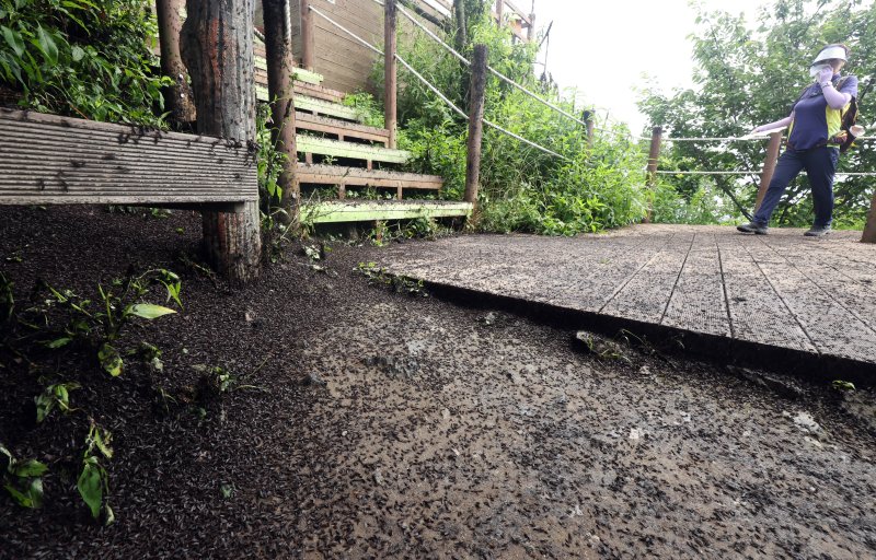 [인천=뉴시스] 전진환 기자 = 30일 오전 인천 계양구 계양산 정상에서 러브버그(붉은등우단털파리) 무리가 등산로와 등산객들에게 들러붙으며 불쾌감을 주고있다. 2025.06.30. amin2@newsis.com