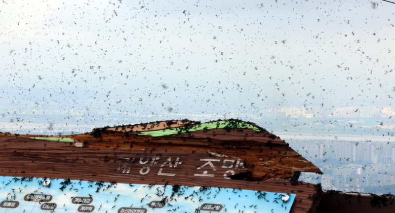 [인천=뉴시스] 전진환 기자 = 30일 오전 인천 계양구 계양산 정상에서 러브버그(붉은등우단털파리) 무리가 등산로와 등산객들에게 들러붙으며 불쾌감을 주고있다. 2025.06.30. amin2@newsis.com