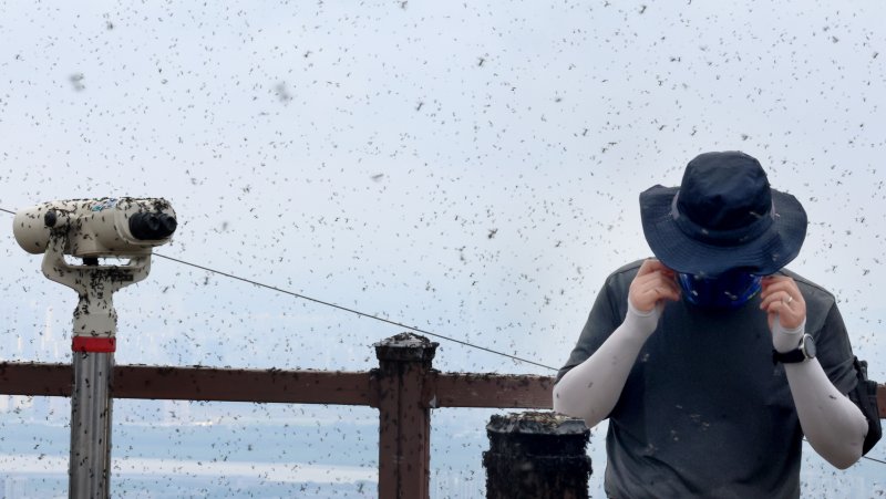 [인천=뉴시스] 전진환 기자 = 30일 오전 인천 계양구 계양산 정상에서 러브버그(붉은등우단털파리) 무리가 등산로와 등산객들에게 들러붙으며 불쾌감을 주고있다. 2025.06.30. amin2@newsis.com