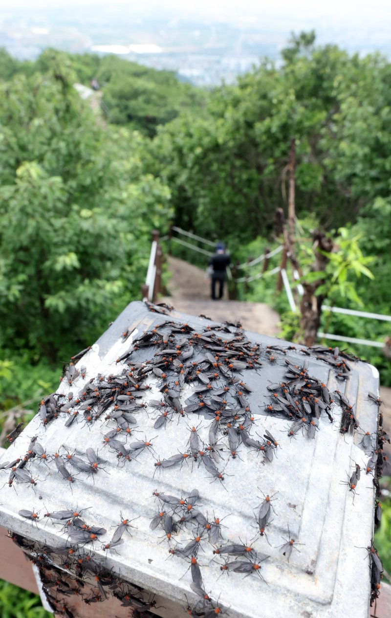 [인천=뉴시스] 전진환 기자 = 30일 오전 인천 계양구 계양산 정상에서 러브버그(붉은등우단털파리) 무리가 등산로와 등산객들에게 들러붙으며 불쾌감을 주고있다. 2025.06.30. amin2@newsis.com