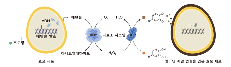 KAIST, 스스로 움직이는 생명체 세포로봇 개발
