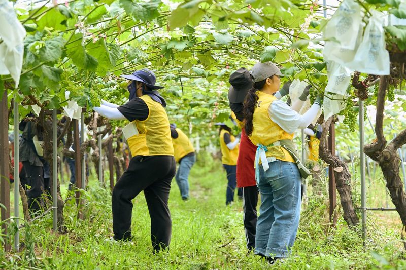 인스파이어 임직원 봉사단, 인천 섬지역 돌며 '구슬땀'