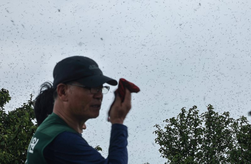 30일 오후 인천 계양구 계양산 정상에 붉은등우단털파리(러브버그) 무리가 대량 출몰해 등산객들이 불편을 겪고 있다. 2025.6.30/뉴스1 ⓒ News1 김진환 기자