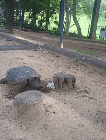 “물리면 위험해요” 생태계교란종 ‘늑대거북’ 인천에 출몰한 이유는