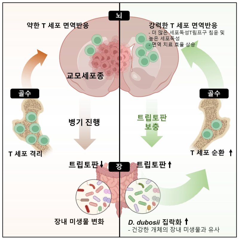 해시 게임 바카라 미생물이 항뇌종양 면역치료 효율을 조절한다는 연구의 개요(KAIST 제공) /해시 게임 바카라1