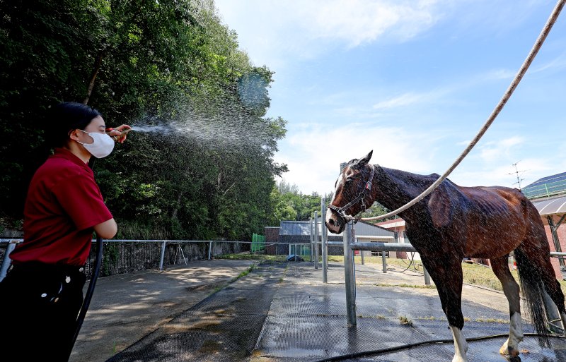 [대구=뉴시스] 이무열 기자 = 폭염이 연일 계속된 1일 대구 달서구 대덕승마장에서 교관이 말에게 시원한 물을 뿌리며 더위를 식혀주고 있다. 2025.07.01. lmy@newsis.com