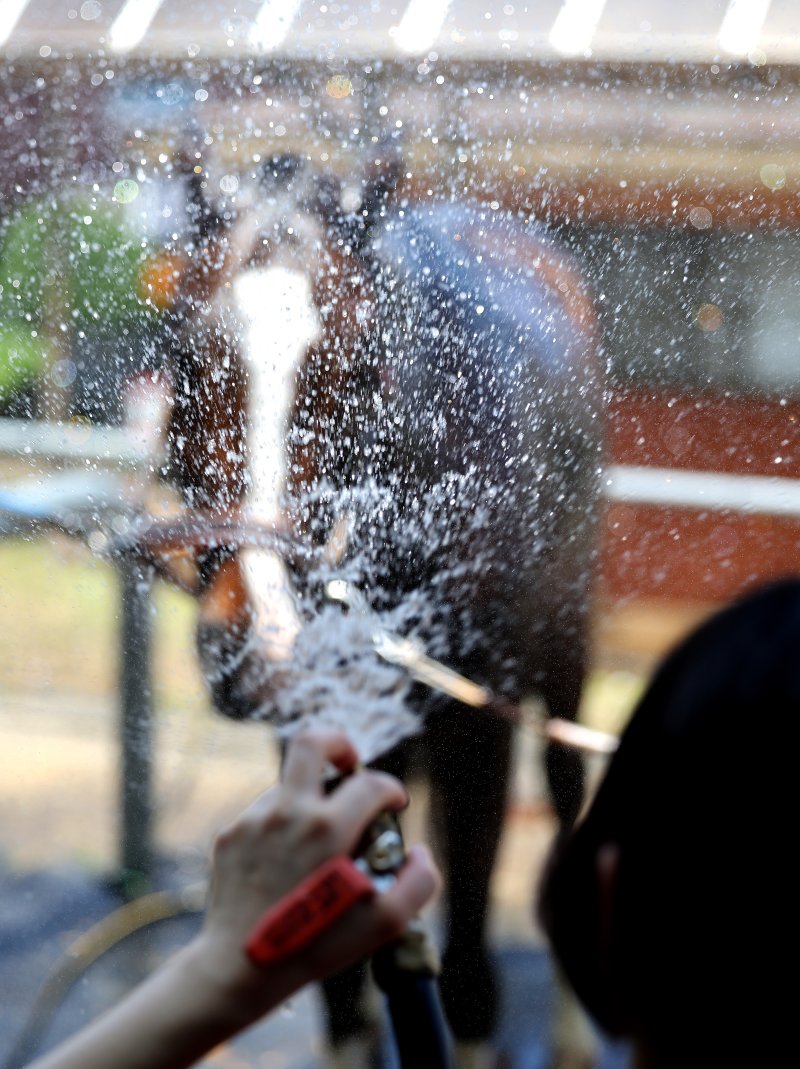 [대구=뉴시스] 이무열 기자 = 폭염이 연일 계속된 1일 대구 달서구 대덕승마장에서 교관이 말에게 시원한 물을 뿌리며 더위를 식혀주고 있다. 2025.07.01. lmy@newsis.com