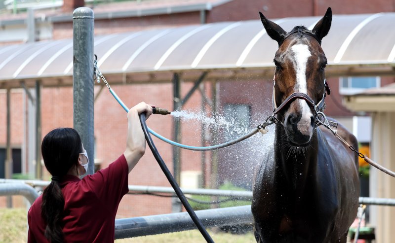 [대구=뉴시스] 이무열 기자 = 폭염이 연일 계속된 1일 대구 달서구 대덕승마장에서 교관이 말에게 시원한 물을 뿌리며 더위를 식혀주고 있다. 2025.07.01. lmy@newsis.com