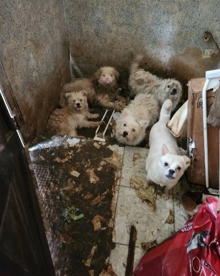 개 80마리와 쓰레기 더미 속…73세 여성의 비극