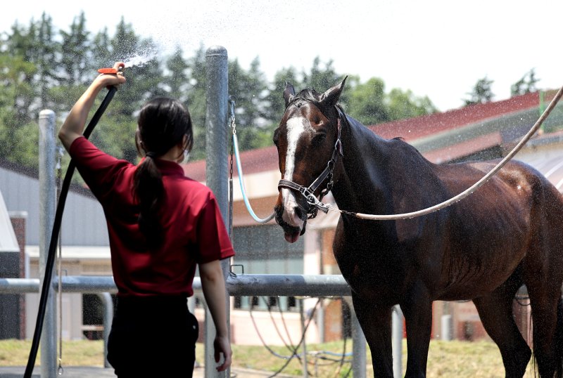 [온라인 카지노 합법 사이트=뉴시스] 이무열 기자 = 폭염이 연일 계속된 1일 온라인 카지노 합법 사이트 달서구 대덕승마장에서 교관이 말에게 시원한 물을 뿌리며 더위를 식혀주고 있다. 2025.07.01. lmy@newsis.com