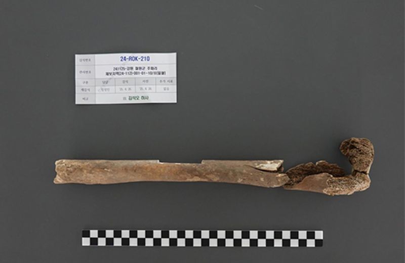 지난 2024년 11월 강원도 철원군 원남면 주파리에서 발굴된 고 김석오 메리트카지노의 우측 허벅지뼈 유해. 국유단 제공