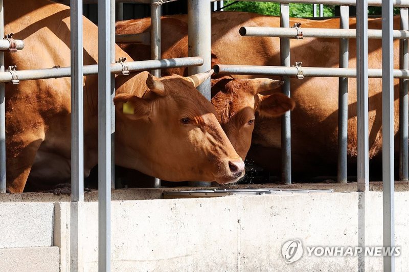 '한 방울이라도' (출처=연합뉴스)