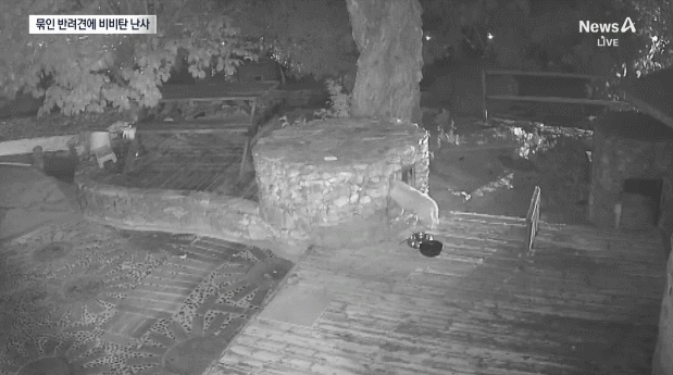 '비비탄 난사' 피해견, 결국 안구적출…"심한 트라우마 시달려"