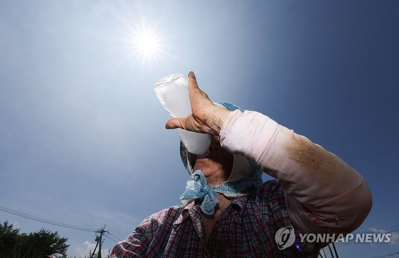 얼음물 마시며 폭염 속 밭일 (출처=연합뉴스)