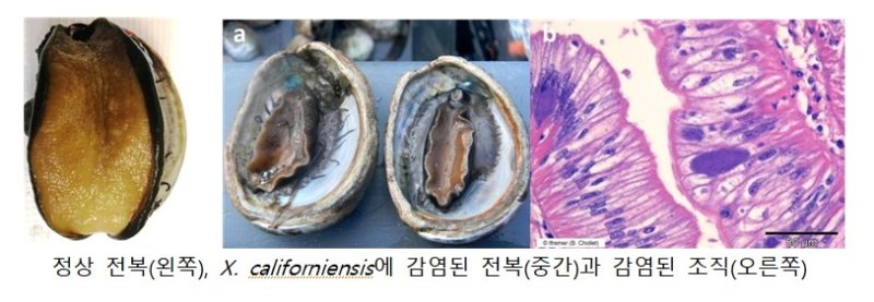 정상 전복과 제노할리오티스 캘리포니엔시스에 감염된 전복 (출처=연합뉴스)