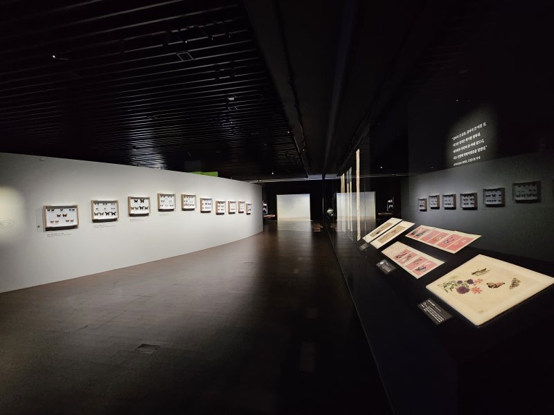 [제주=뉴시스] '제주에 나빌레라-광복 80주년 기념 석주명 특별전' 전시실. (사진=국립제주박물관 제공) 2025.07.03. photo@newsis.com *재판매 및 DB 금지