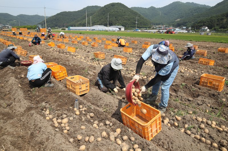 하지(夏至)를 이틀 앞둔 19일 제주도를 시작으로 장마 소식이 전해진 가운데 경북 고령군 개진면 한 감자밭에서 외국인 계절근로자들이 감자를 수확하고 있다. 2024.6.19/뉴스1 ⓒ News1 공정식 기자