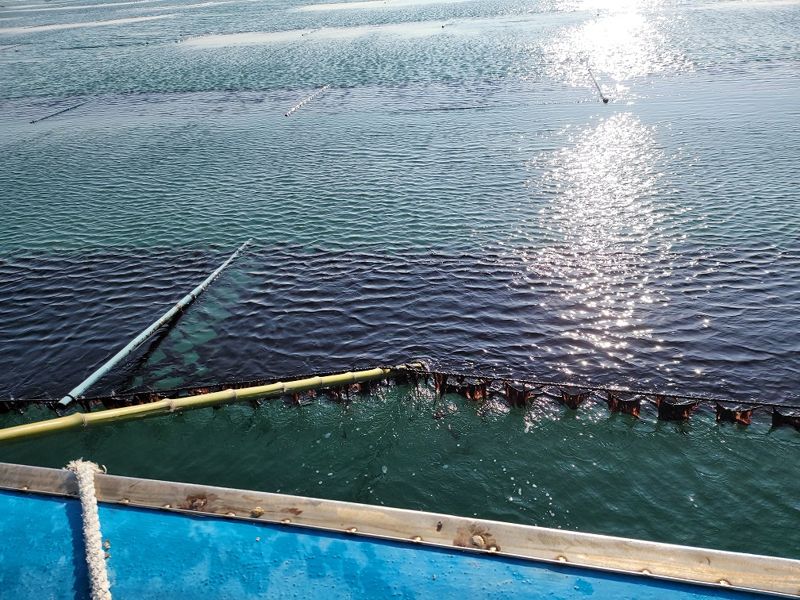 해수부, 옹진군 김 양식장 17건(370.1ha) 승인…연간 약 50여억원 추가 소득