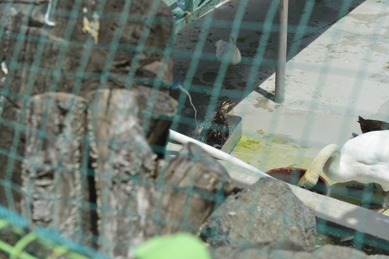 4일 대구 달성공원에 있는 조류들이 물을 마시고 있다.2025.7.4/뉴스1 ⓒ News1 이성덕 기자