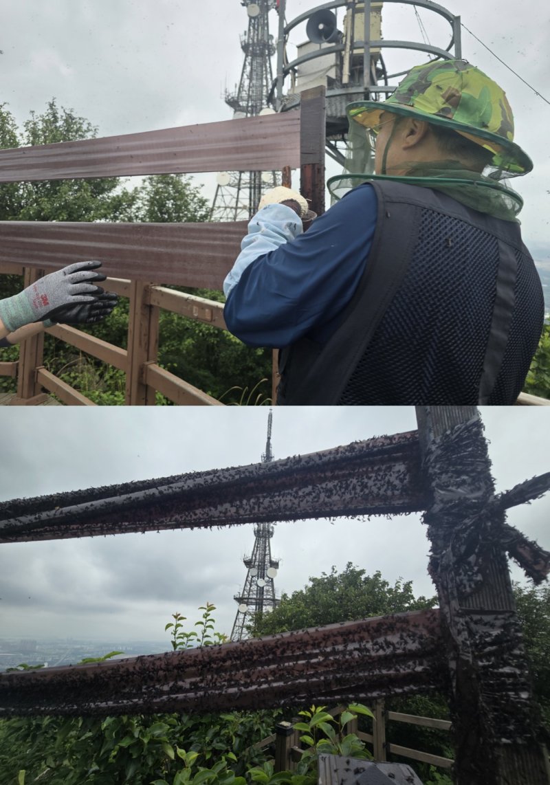 인천 계양구 직원들이 다용도 트랩을 설치하고 있다. 이 트랩에는 수십분 만에 수천마리의 러브버그(붉은등우단털파리)가 달라 붙었다. ⓒ 뉴스1 황덕현 기자