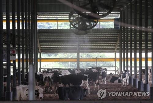 대형선풍기와 냉각안개로 더위 식히는 젖소들 (출처=연합뉴스)