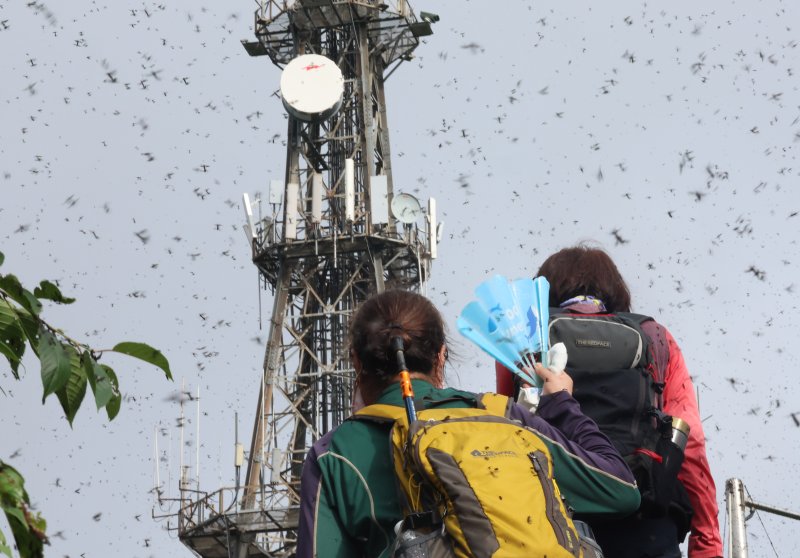[인천=뉴시스] 전진환 기자 = 30일 오전 인천 계양구 계양산 정상에서 꽁 머니 카지노 3 만(붉은등우단털파리) 무리가 등산로와 등산객들에게 들러붙으며 불쾌감을 주고있다. 2025.06.30. amin2@newsis.com
