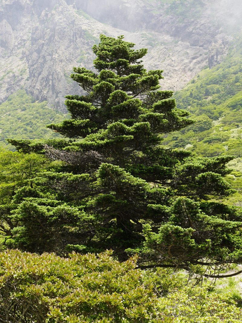 [제주=뉴시스] 제주도 세계유산본부가 5일 한라산국립공원 남벽 분기점에서 공개한 한라산 카지노 꽁 머니 대표목. (사진=제주도 제공) 2025.07.05. photo@newsis.com