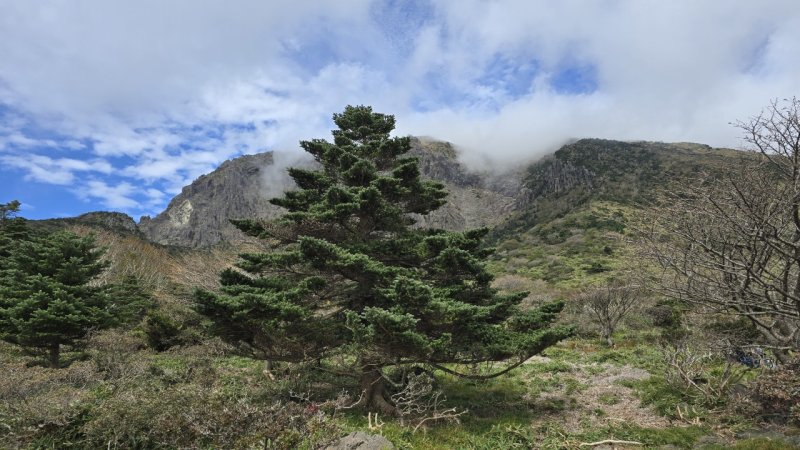 제주도는 5일 한라산에 자생하는 구상블랙잭사이트 중 유전체 연구와 종보전의 기준이 될 대표목을 공개했다. 이 구상블랙잭사이트 대표목은 남벽분기점에서 돈내코 코스 방면 해발 1600m 지점에 자생하고 있으며 등산로에서 볼 수 있다.(제주도 제공.재판매 및 DB금지)2025.7.5/뉴스1 ⓒ News1 고동명 기자