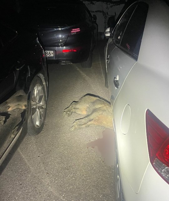 대구 바카라사이트 쇼미더벳 상동의 한 주택가에서 발견된 바카라사이트 쇼미더벳가 사살된 모습(독자 제공.재판매 및 DB 금지)