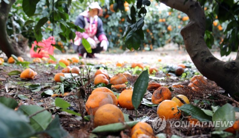 비상품 제주 감귤 (출처=연합뉴스)