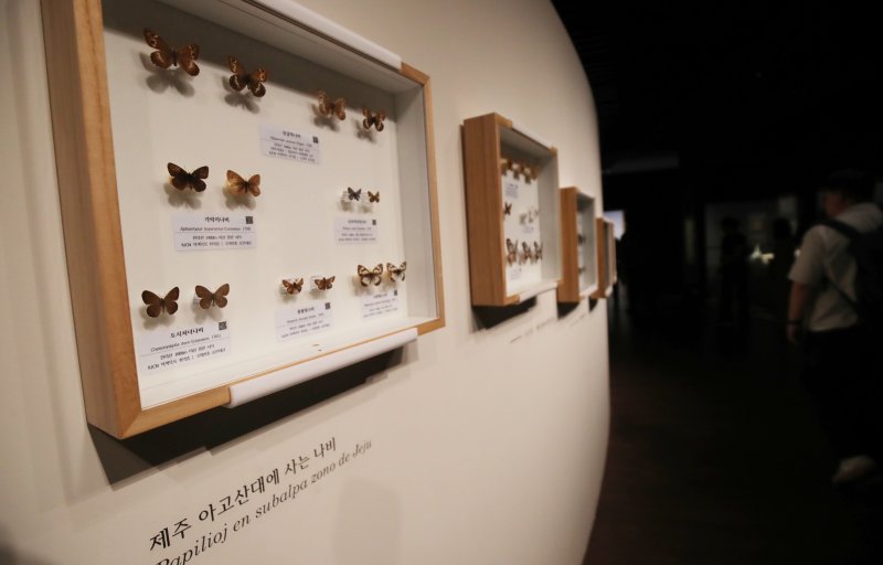 3일 오전 국립제주박물관에서 4일 개막하는 '제주에 나빌레라-광복 80주년 기념 석주명 특별전' 언론공개회가 열리고 있다. 2025.7.3/뉴스1 ⓒ News1 오현지 기자