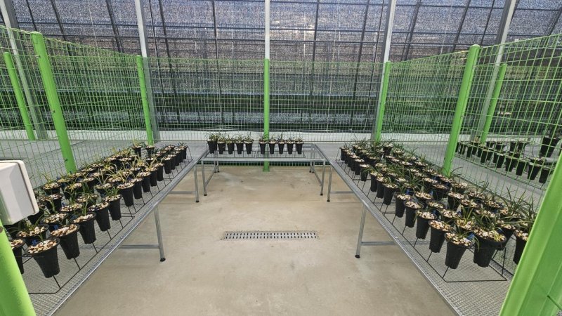 [화순=뉴시스] 전남 화순군은 오는 9일부터 다음달 29일까지 지역 농업인 소득 증진과 춘란 산업 육성을 위해 '화순춘란 재배 온실 임대 사업'을 추진한다고 7일 밝혔다.(사진=화순군 제공) 2025.07.07. photo@newsis.com *재판매 및 DB 금지