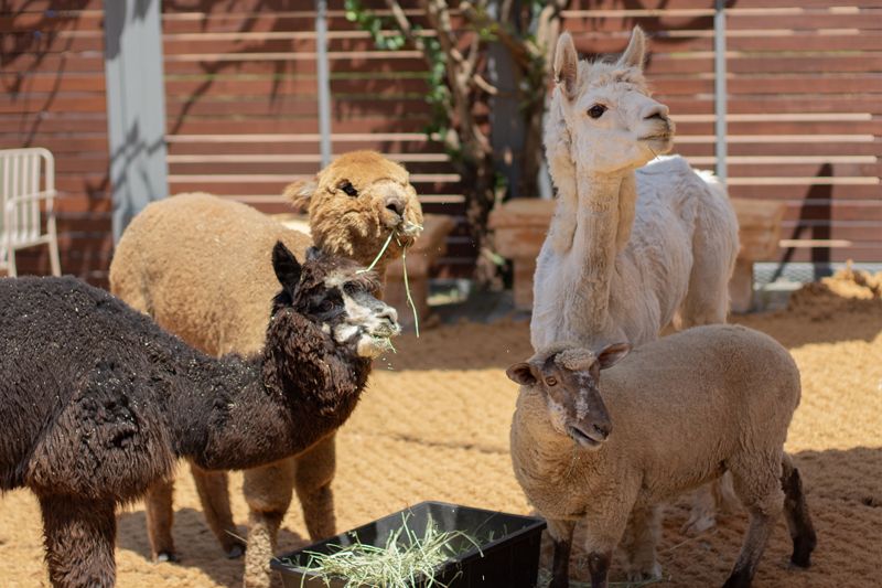 먹이를 먹고 있는 알파카와 흑비양. 제주신화월드 제공