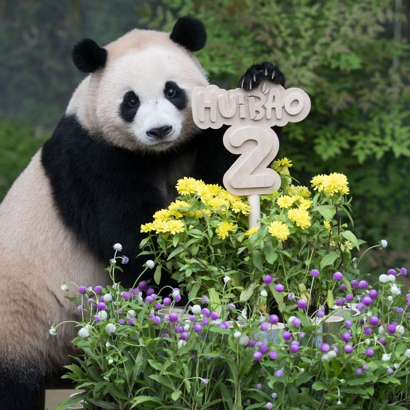에버랜드 쌍둥이 판다 루이바오와 후이바오가 7일 두 돌을 맞아 생일잔치를 벌였다. 사진은 둘째 후이바오. 삼성물산 리조트부문 제공