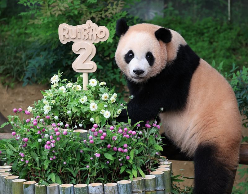 첫째 루이바오. 삼성물산 리조트부문 제공