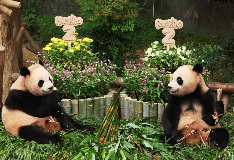 7일 경기도 용인시 에버랜드에서 열린 쌍둥이 판다 자매 두 돌 생일잔치에서 루이바오와 후이바오가 사육사들이 준비한 대나무 케이크 앞에서 먹이를 먹고 있다. 연합뉴스