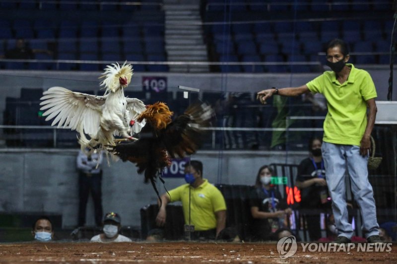 필리핀의 닭싸움 현장 (출처=연합뉴스)
