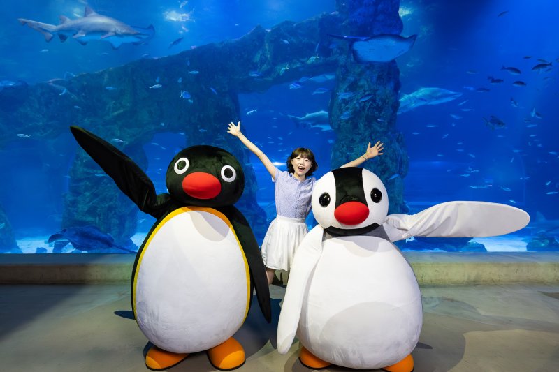 롯데월드 아쿠아리움에 '꼬마펭귄 핑구'가 왔어요~