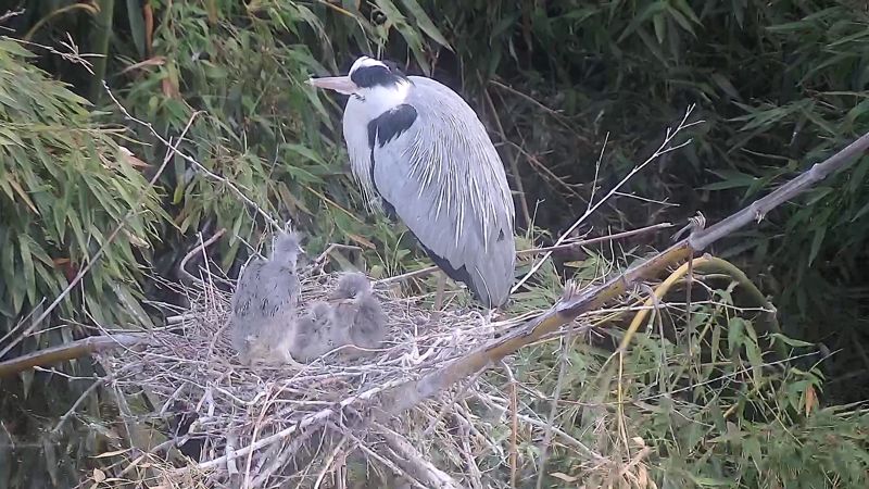 울산 태화강 삼호대숲 관찰카메라에 촬영된 부화한 왜가리 새끼 3마리. 울산시 제공