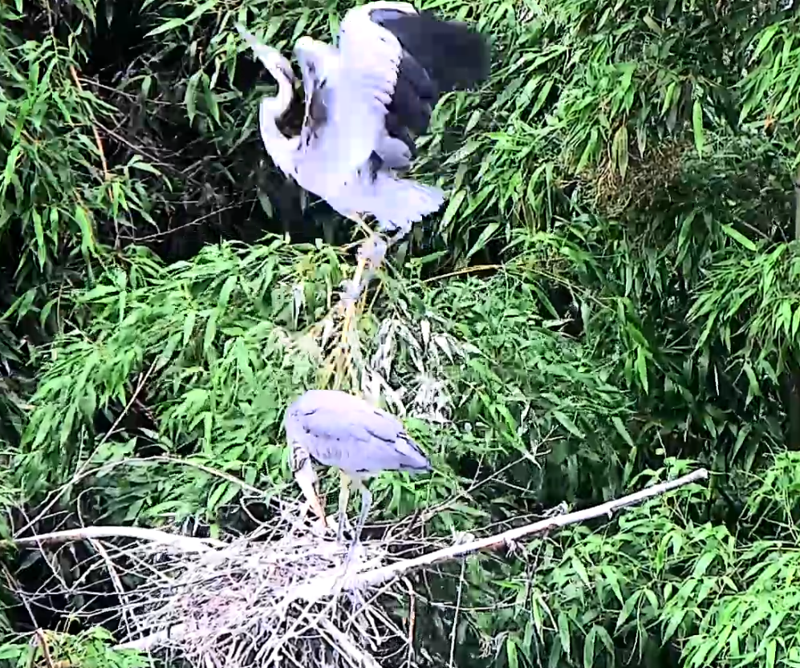 부화한지 56일 만에 둥지를 떠나는 왜가리 새끼. 울산 태화강 삼호대숲 관찰카메라. 울산시 제공
