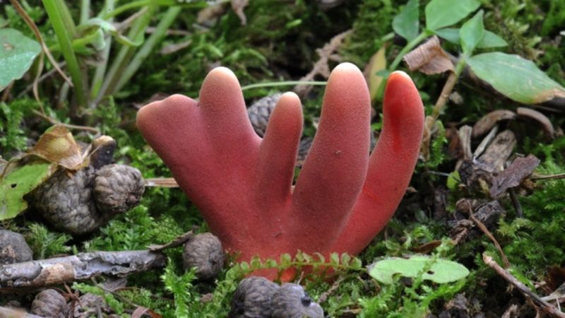 "항암 효과 있다고? 챗GPT가 추천한 '이 버섯' 먹었다가..."