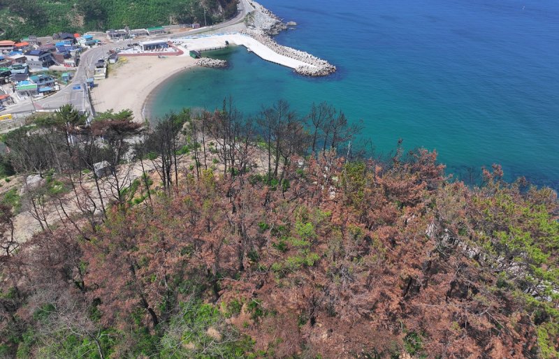 영덕 오보 해수욕장 인근 산불 흔적 (출처=연합뉴스)