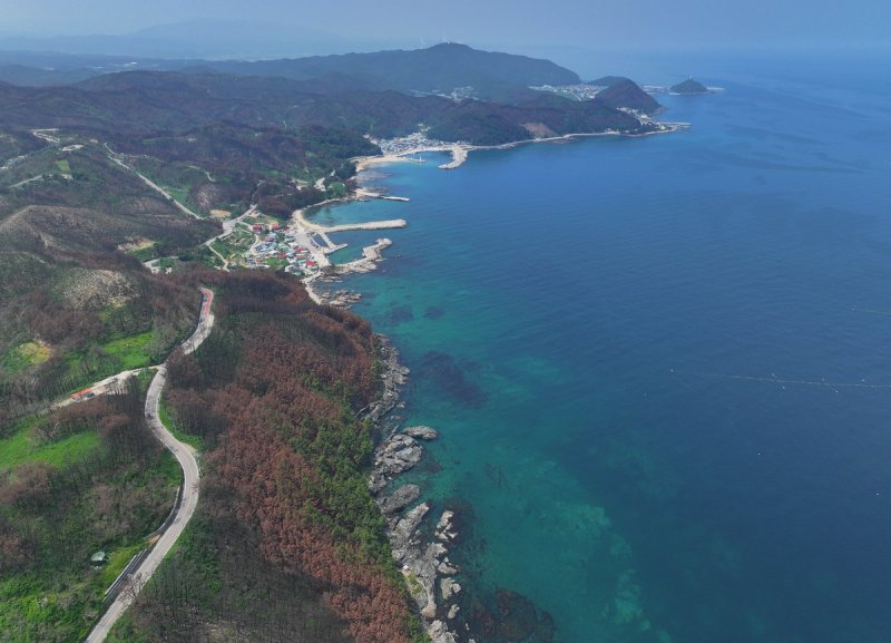 산불로 그을린 영덕 해안가 (출처=연합뉴스)