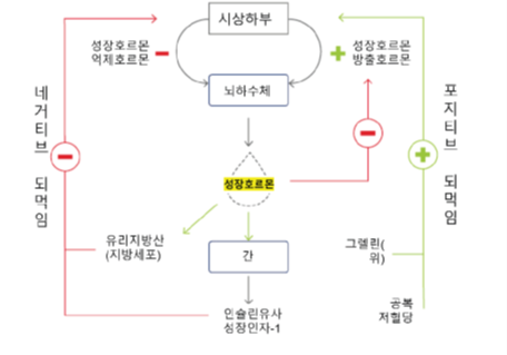 꼬르륵 소리가 들리면 성장호르몬이 춤추고 있다는 신호? [안철우 교수의 호르몬 백과사전]