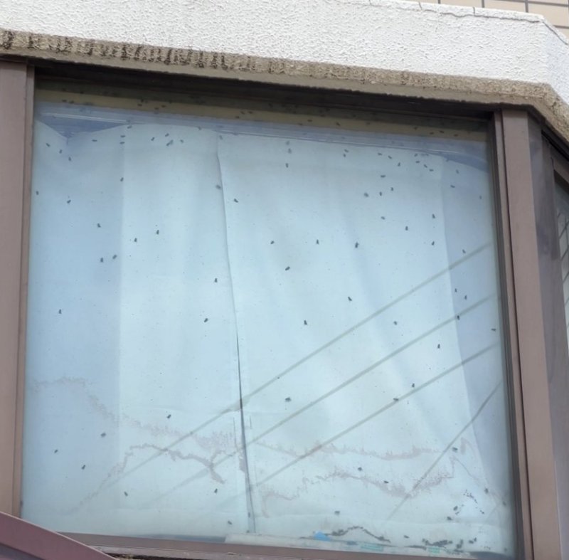 "창문에 파리떼가"…일본서 신고한 한국인, 무슨 일이길래